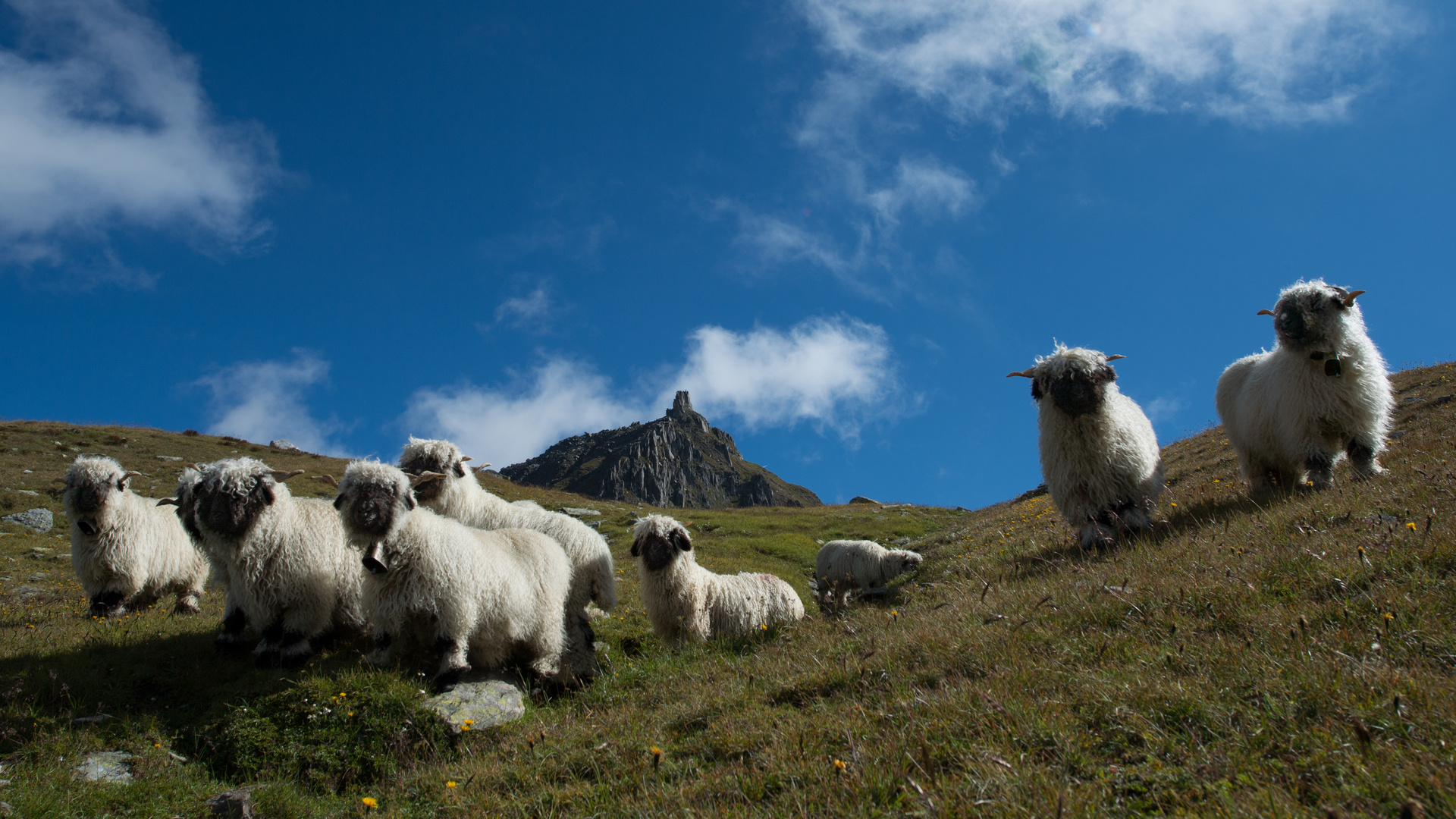 Walliser Schwarznasenschaf / 2