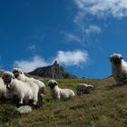 Walliser Schwarznasenschaf / 2