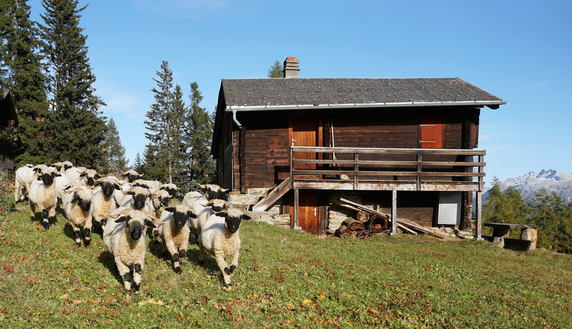 Walliser Schwarznasenschafe