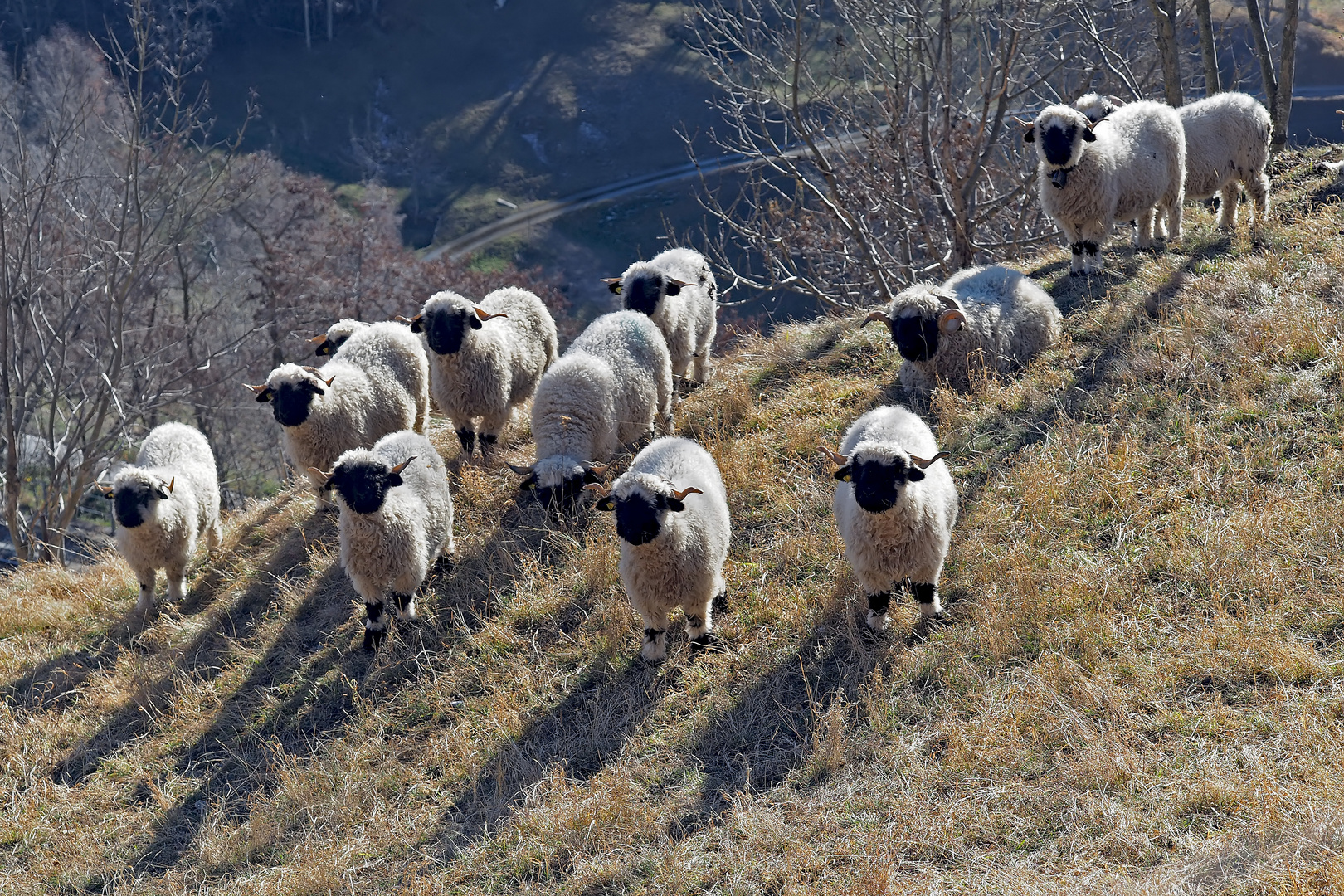 Walliser Schwarznasenschafe - Les moutons du Valais!