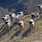 Walliser Schwarznasenschafe - Les moutons du Valais!