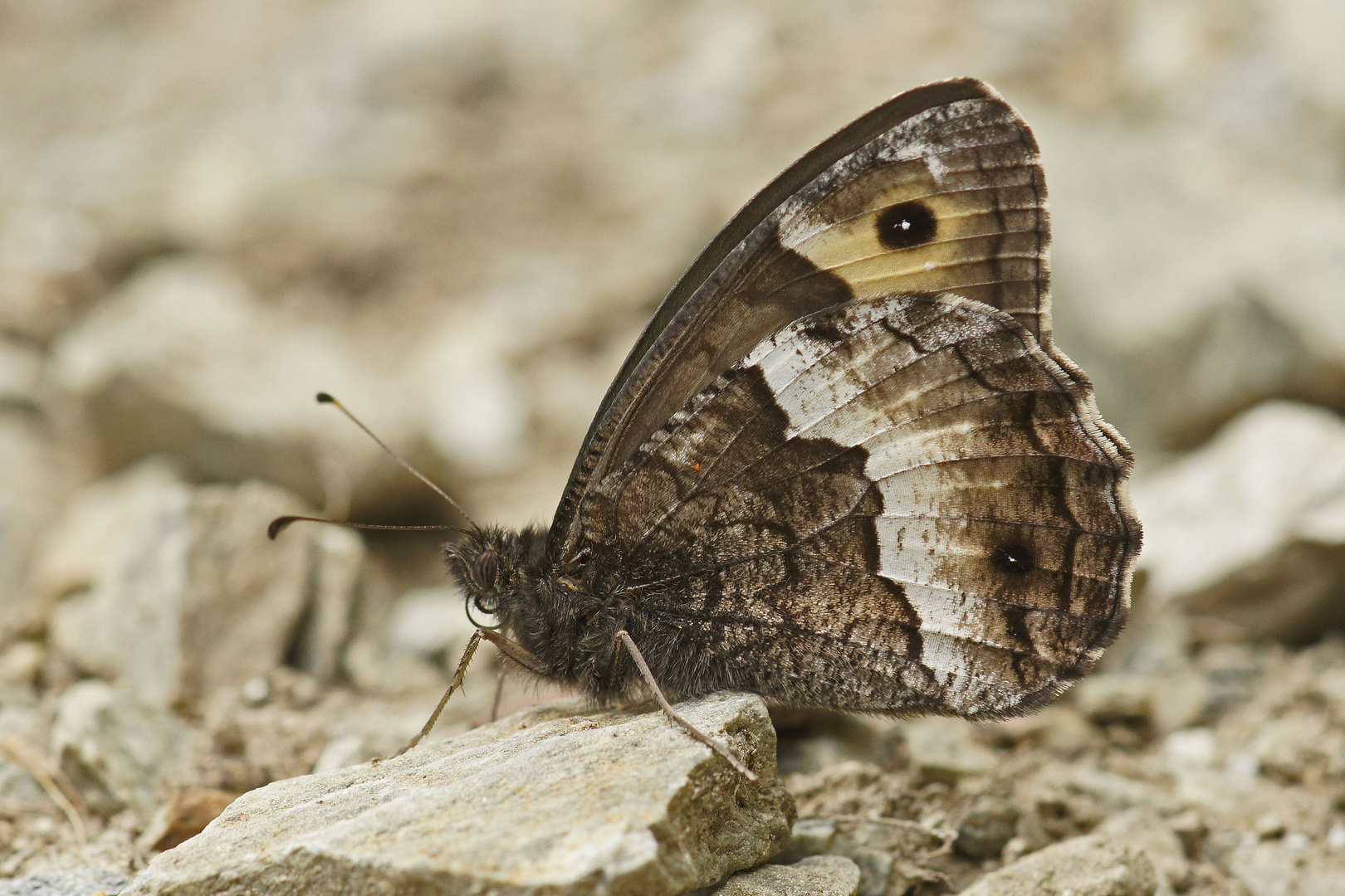 Walliser Waldportier (Hipparchia genava)