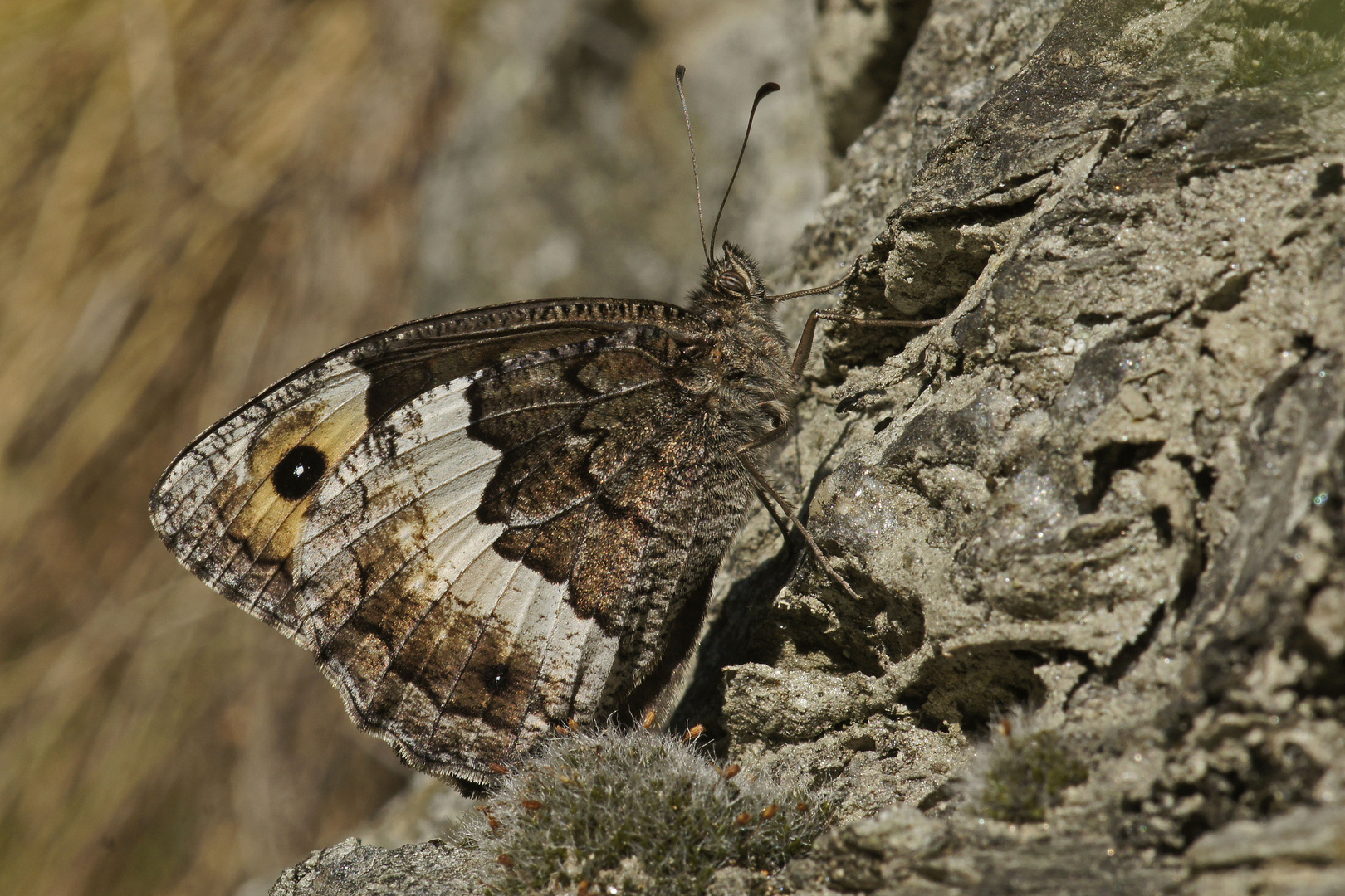 Walliser Waldportier (Hipparchia genava)