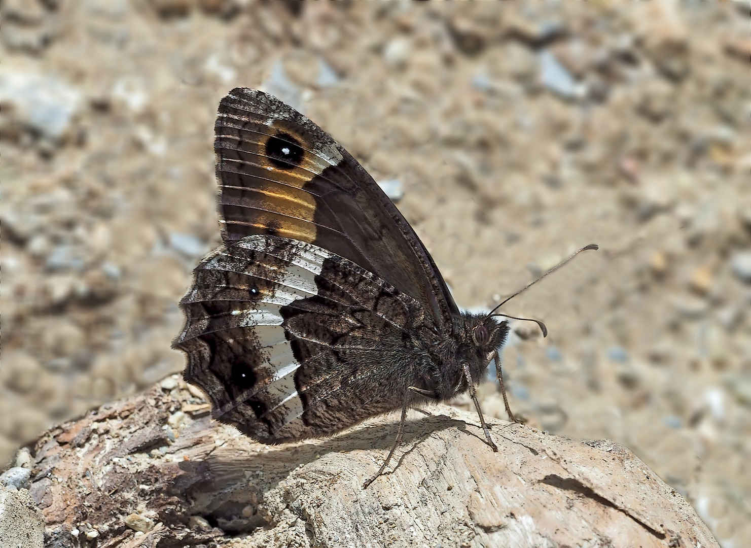 Walliser Waldportier (Hipparchia Genava) - Le Sylvandre helvète.