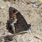 Walliser Waldportier (Hipparchia Genava) - Le Sylvandre helvète.