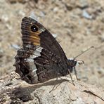 Walliser Waldportier (Hipparchia Genava) - Le Sylvandre helvète.