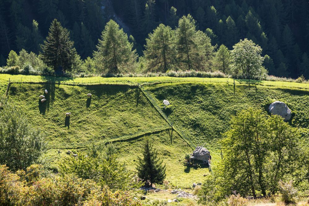 Walliser Wiesenstimmung