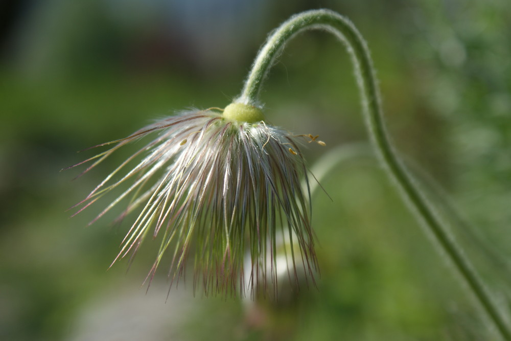 Walliseranemonen-Küchenschellen