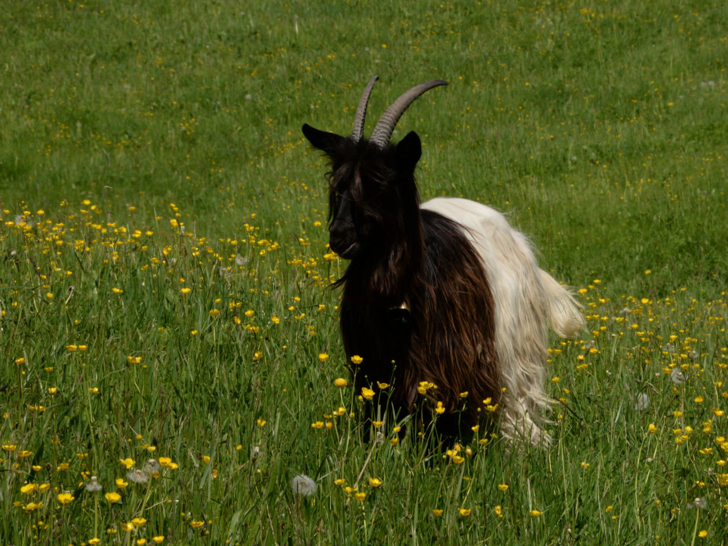 WalliserSchwarzhalsziege