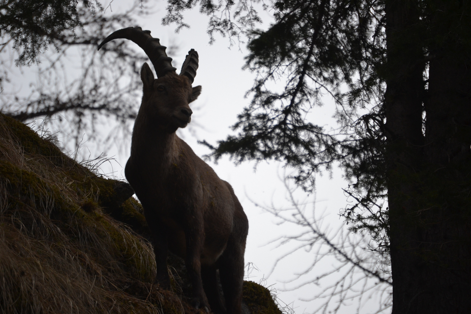 Wallisersteinbock