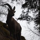 Wallisersteinbock