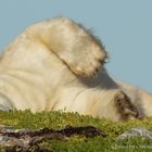 Wallowing Polar Bear
