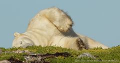 Wallowing Polar Bear