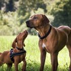 Wallpaper Dog Puppy Magyar Vizsla and Rhodesian Ridgeback