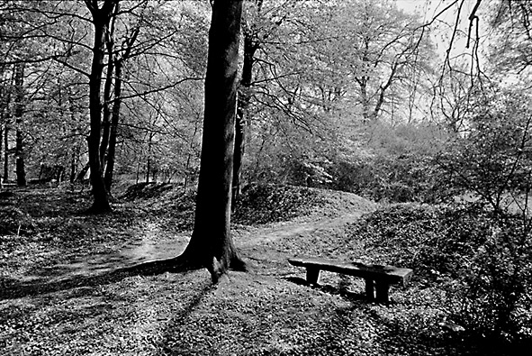 Wallreste der Landwehr am Ricklinger Holz