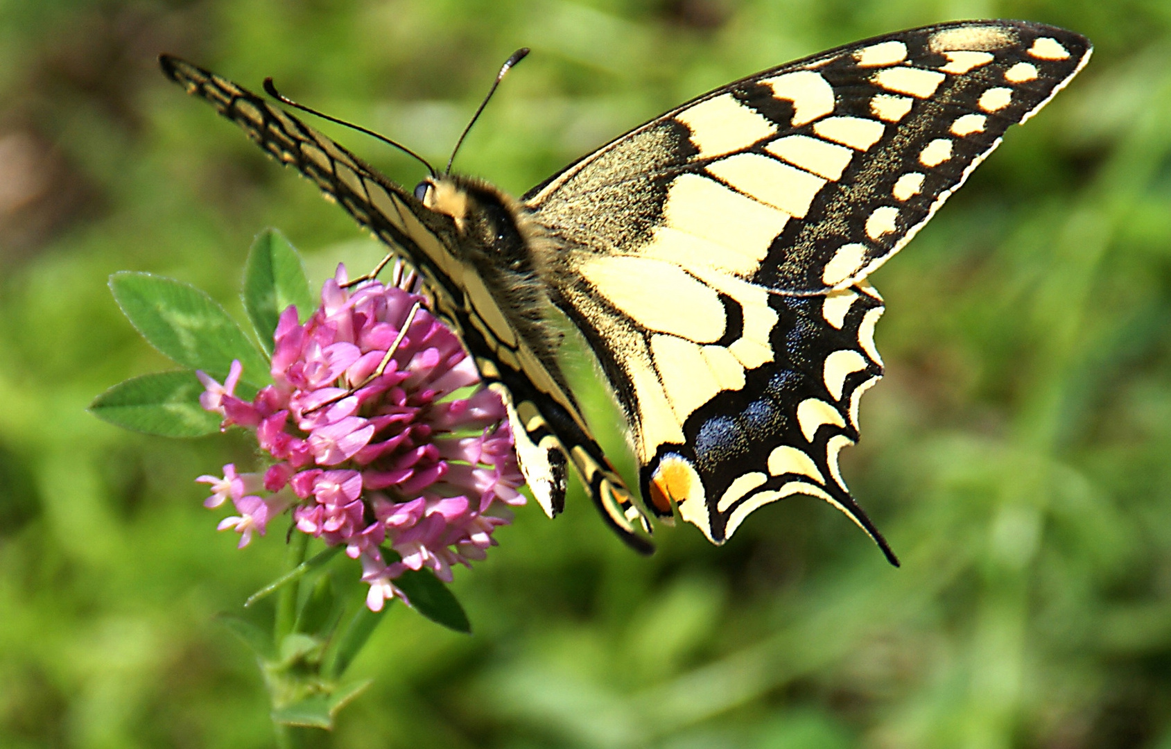 Wallseeer Schmetterling