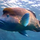 Wally the giant Maori Wrasse