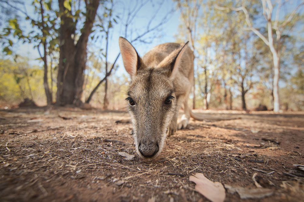 Wally Wallaby