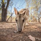 Wally Wallaby