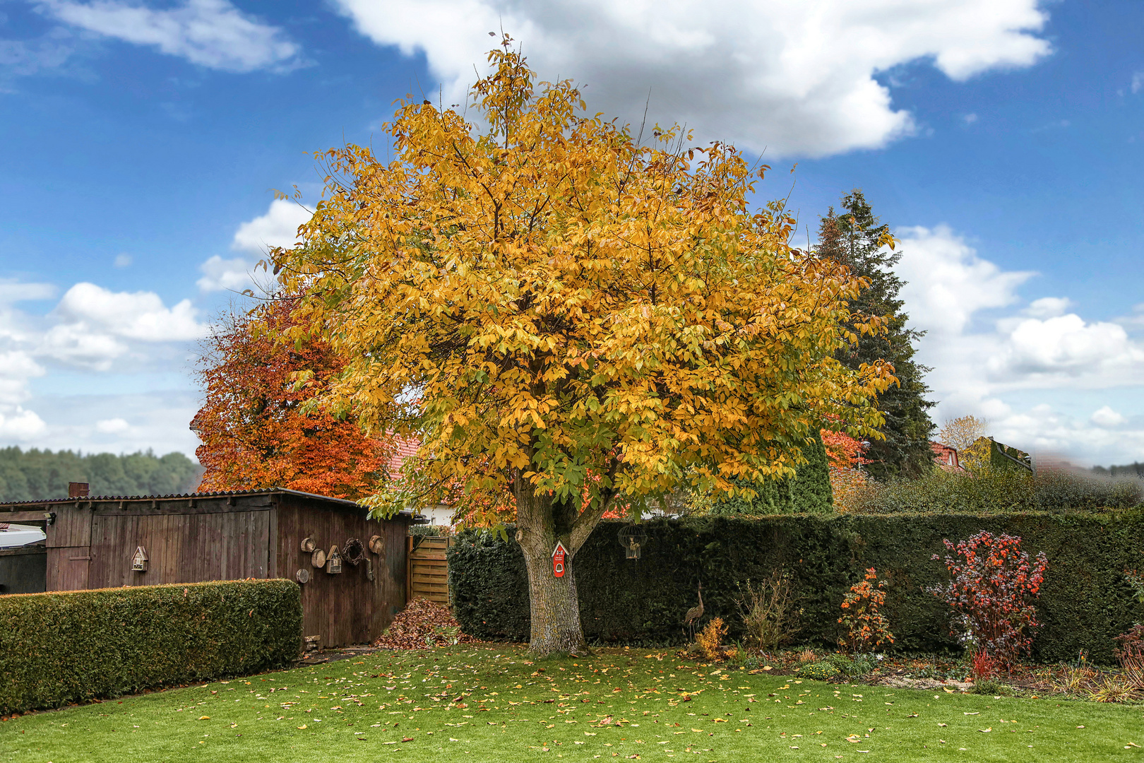 Walmußbaum 2022-11-14-2