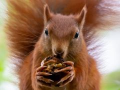 Walnüsse sind gesund