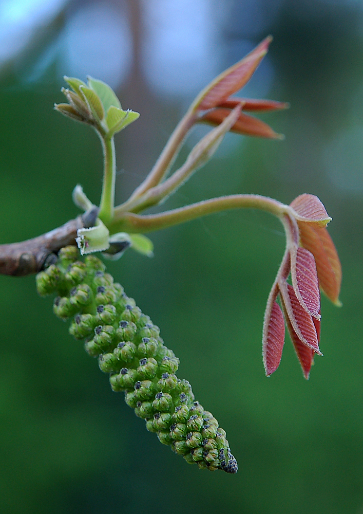 Walnuss-Blüte