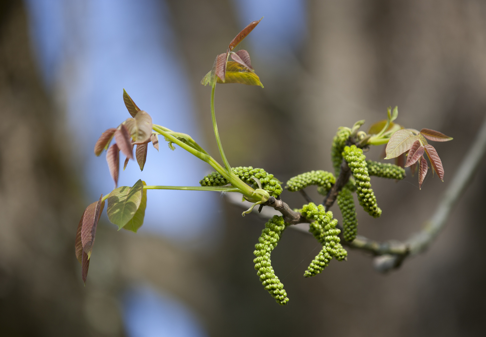 Walnuss Blüten