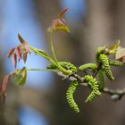 Walnuss Blüten