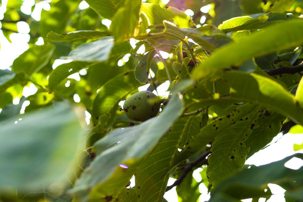 Walnuss im Sonnenlicht!