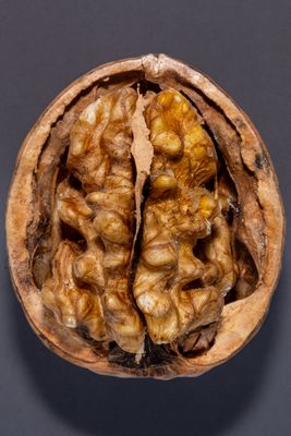 Walnuss in Halbschale (Vollbild empfohlen)