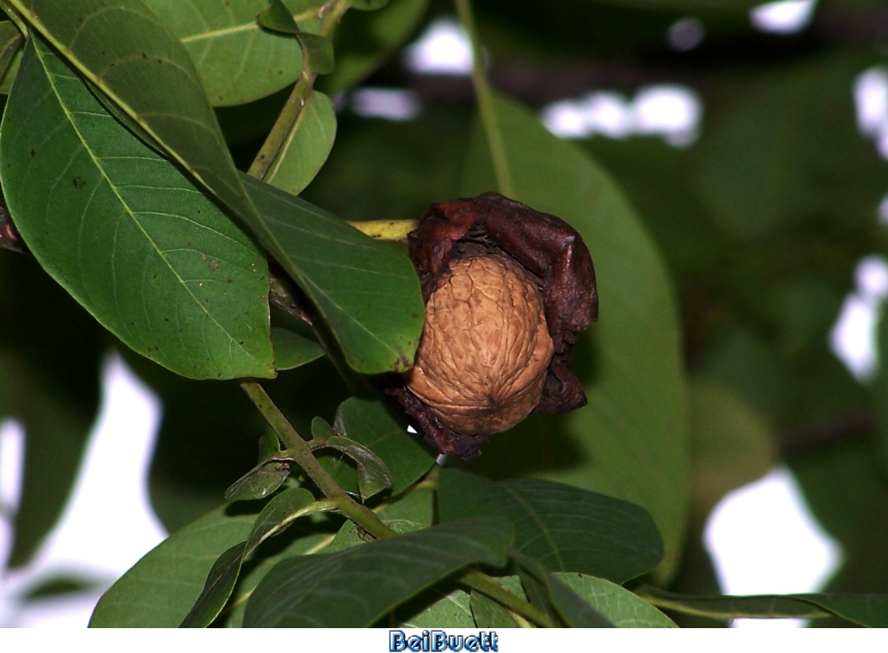 Walnuss (Juglans regia)