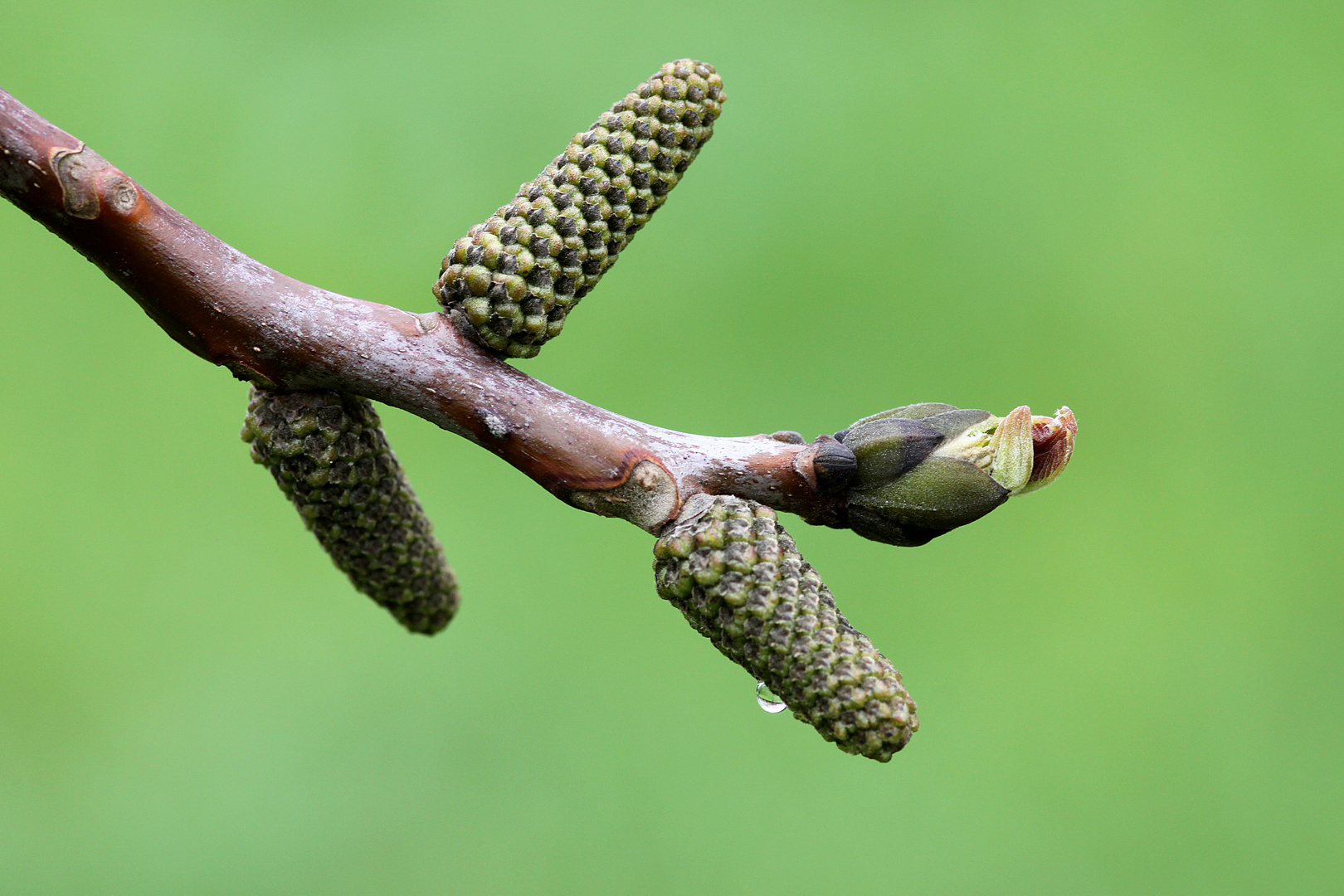 Walnussbaum im Frühling