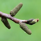 Walnussbaum im Frühling