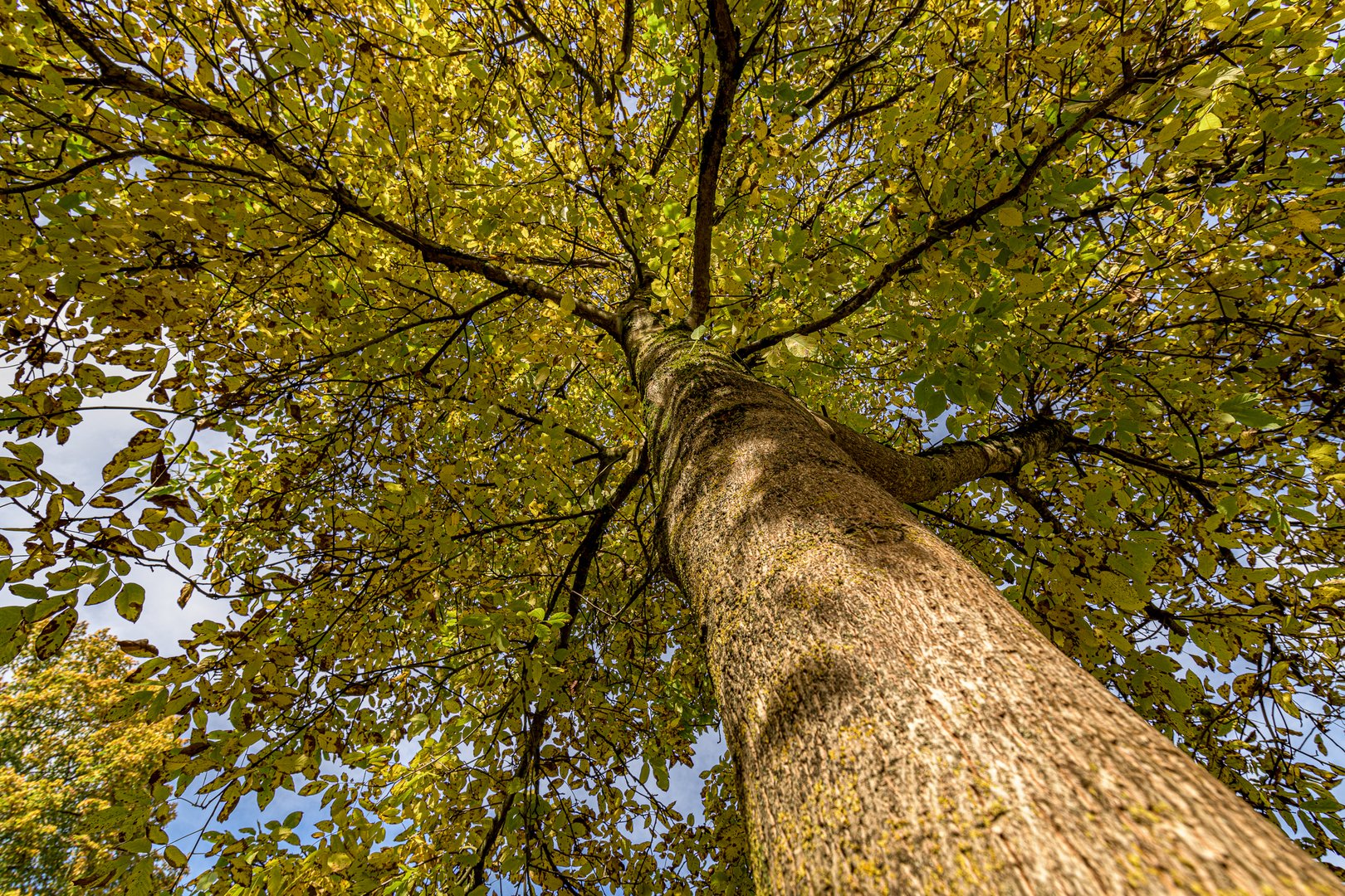 Walnussbaum im Herbst