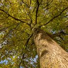 Walnussbaum im Herbst