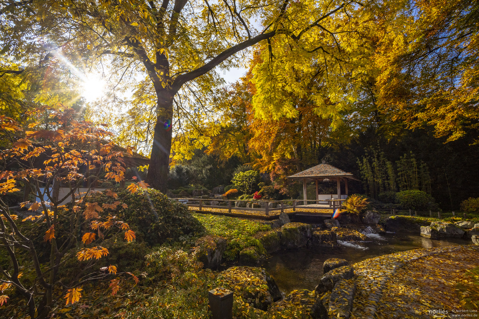 Walnussbaum im Japangarten