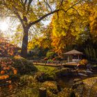 Walnussbaum im Japangarten