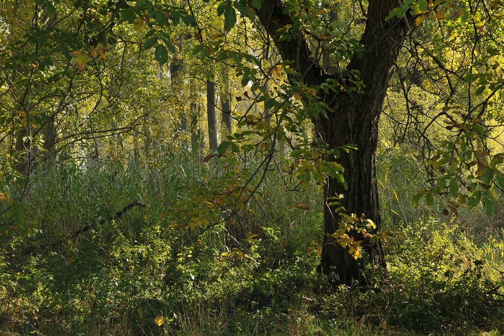 Walnussbaum – Licht - Herbst