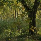 Walnussbaum – Licht - Herbst