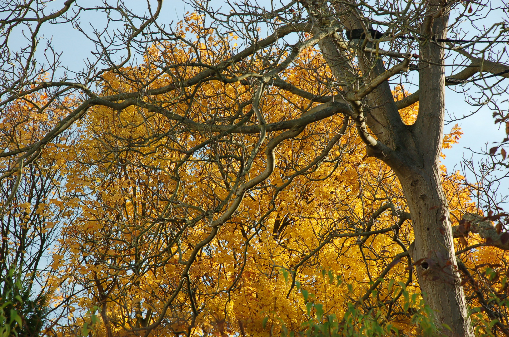 Walnußbaum vor Gelb