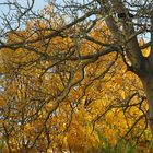 Walnußbaum vor Gelb