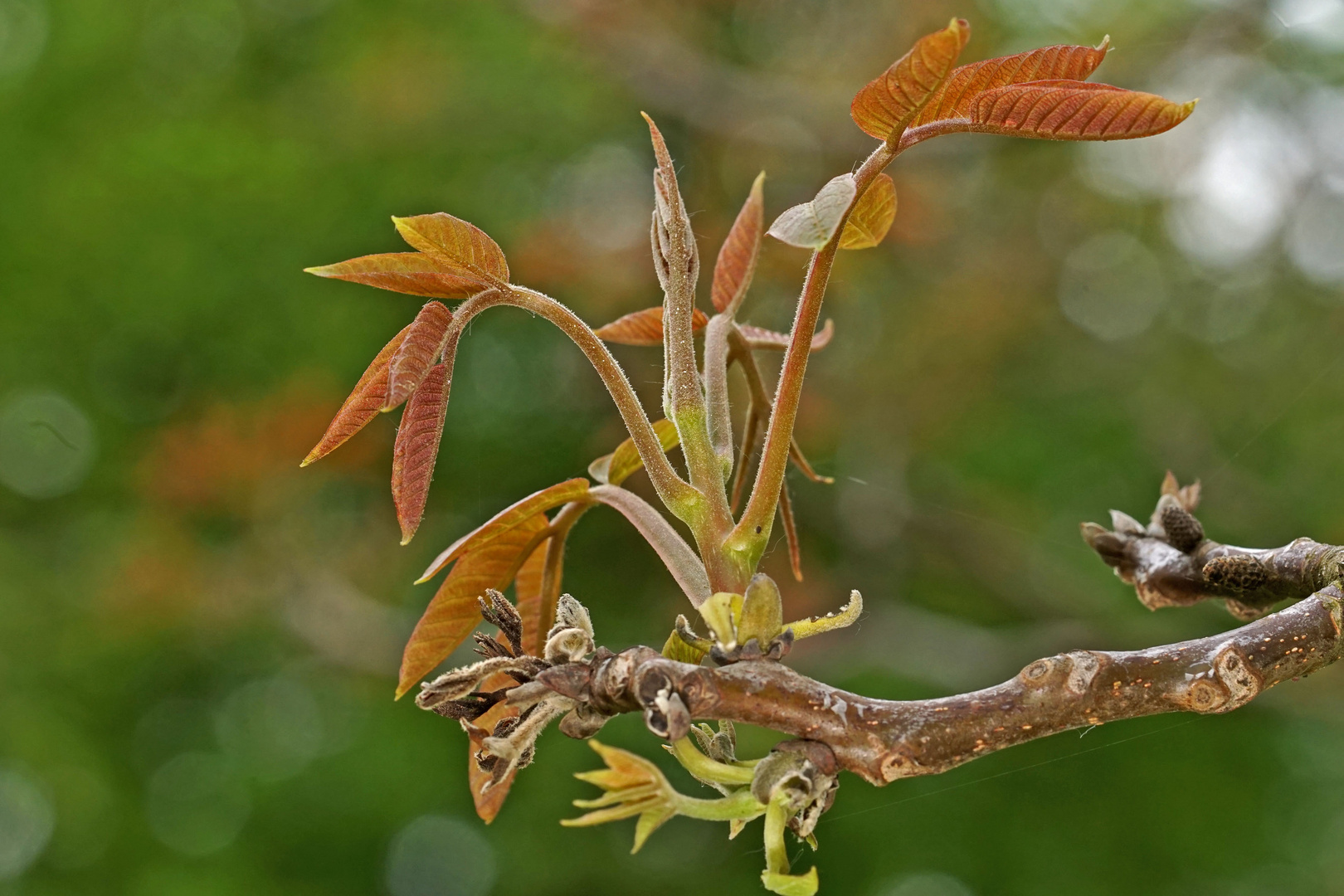 Walnussblüte