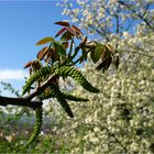 Walnussblüte