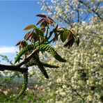 Walnussblüte