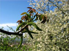 Walnussblüte