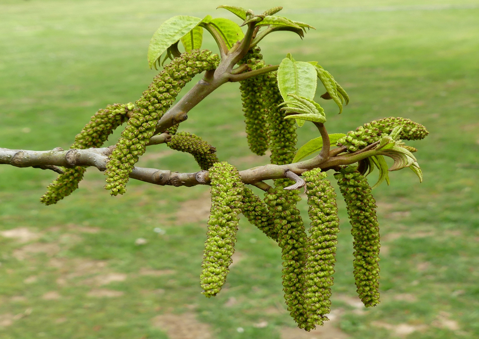 Walnußblüten