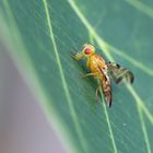 Walnussfruchtfliege - Rhagoletis completa - schwer zu entdecken