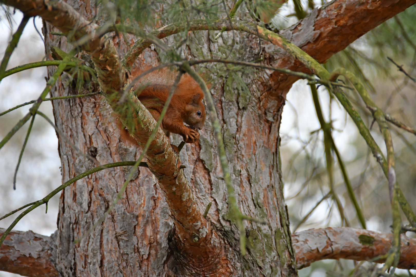 Walnussverarbeitung 1 Foto & Bild | tiere, wildlife, säugetiere Bilder