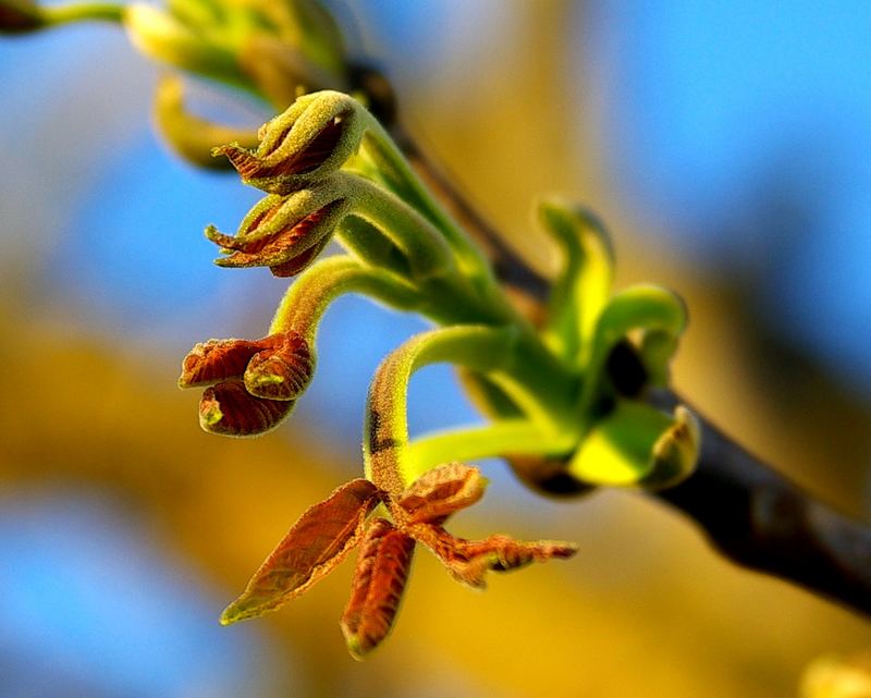 Walnut buds - Walnuss Knospen