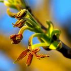 Walnut buds - Walnuss Knospen